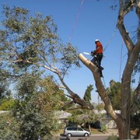 Tree Trimmers