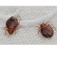 Bed bug Treatment