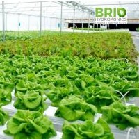 BrioHydroponics India