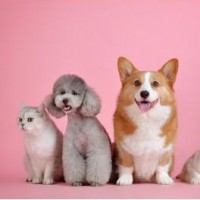 Pet care Club
