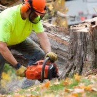 Gate City Tree Removal Co