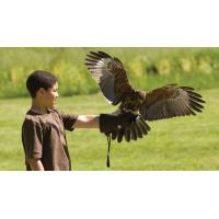 eastsussexfalconry