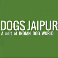 Dogs Jaipur