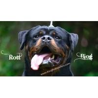 King Rottweilers