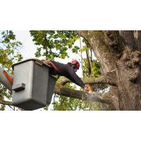Tongva Tree Removal Solutions