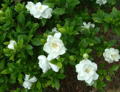 Gardenia Flowers