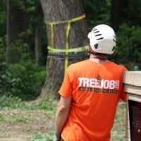 Tree Removal In Roswell