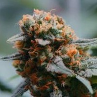 SeedDrop Cannabis Seeds