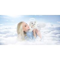 Pet Grieving Recovery