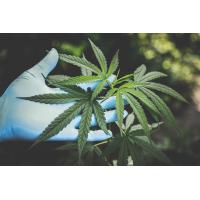 Seven 7 Leaves Cannabis