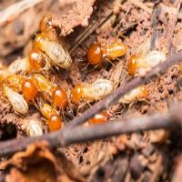 Roundabout Capital Termite Experts