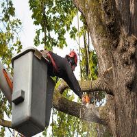 Icehouse Tree Removal Co